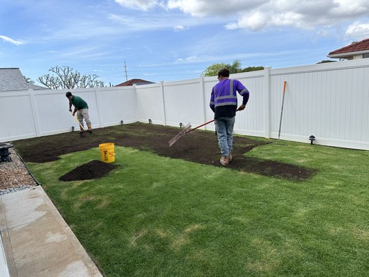 Leveling the sod 7 weeks later.