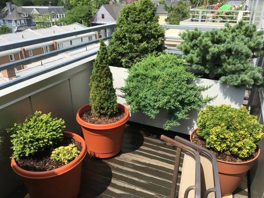 balcony container planting