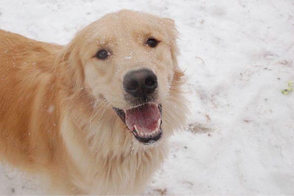 Molly P. is always a happy sweet pup!