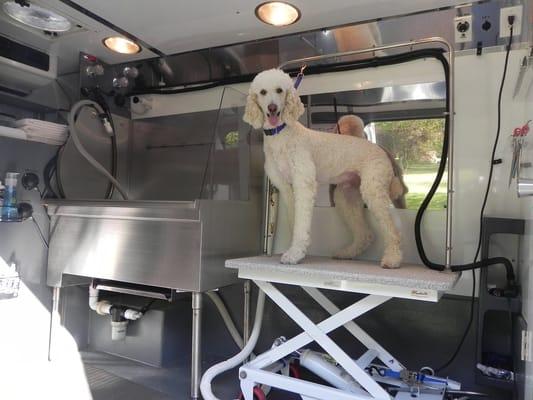 Teddy visits for a groom.