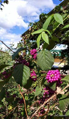 Autumn berries :D