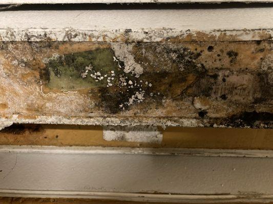 Serious black mold infestation in insulation