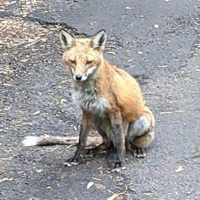 Redtail Fox - Wissahickon - 5-29-2020 Billy B.