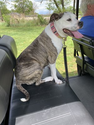 Enjoying a ride in the golf cart