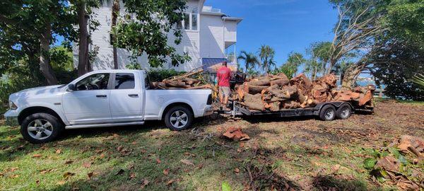 This is the second load from the banyan tree