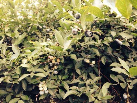 Berry Bush Blueberry Farm