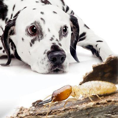 Call Hydrex Termite & Pest control of Simi Valley! We're your pet-friendly first responders!