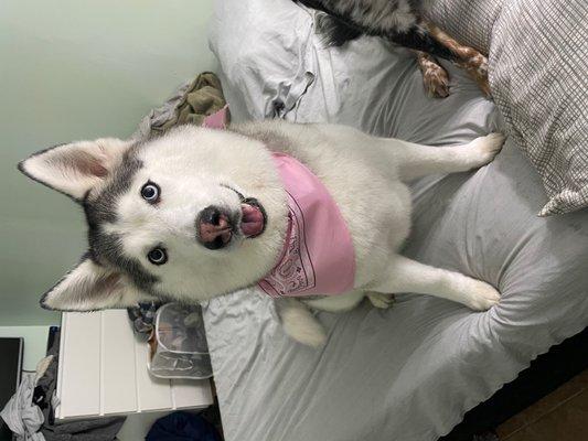 Eevee in her pink bandana that they sent her home in :)