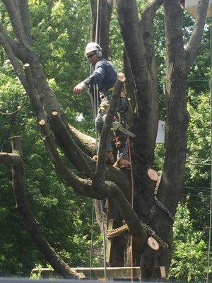 Excellent work David, during a diseased tree take down!