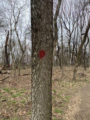 Red Maple Trail