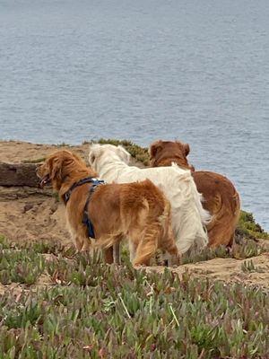 Retriever Time