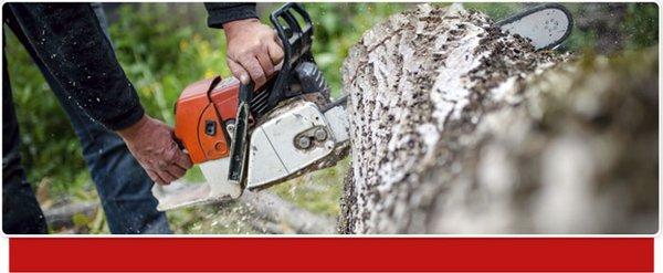 Expert Tree Services in Billings, MT