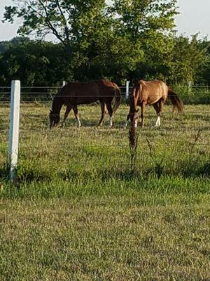 Happy horses grazing