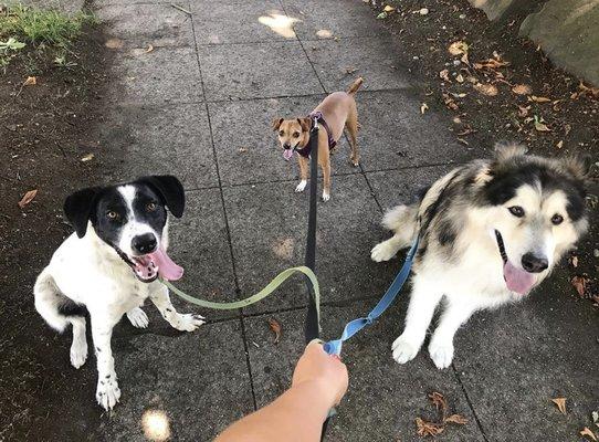 Pack Walks!