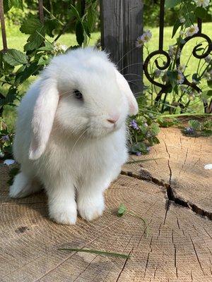 This bunny came out of a hat.