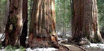 Beautiful Big Trees State Park Nearby