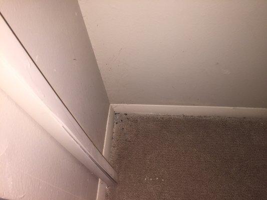 And some more dead bugs in the closet on the carpet upon move in