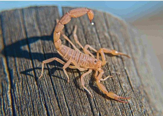 Arizona bark scorpion