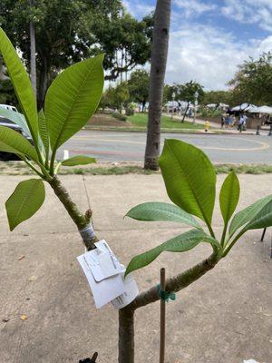 Plumeria plant I purchased