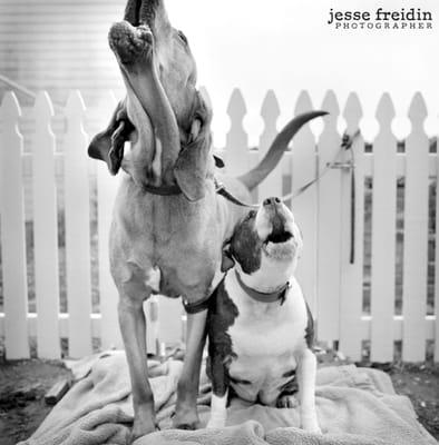 Jesse Freidin Pet Photographer