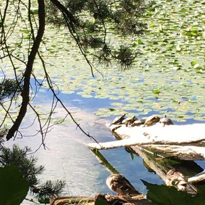 Turtles enjoying the sun.