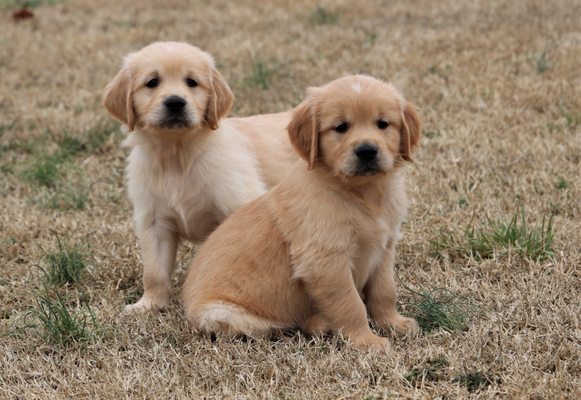 Golden Retriever puppies  - past produced, Chicco X Tigerlily litter