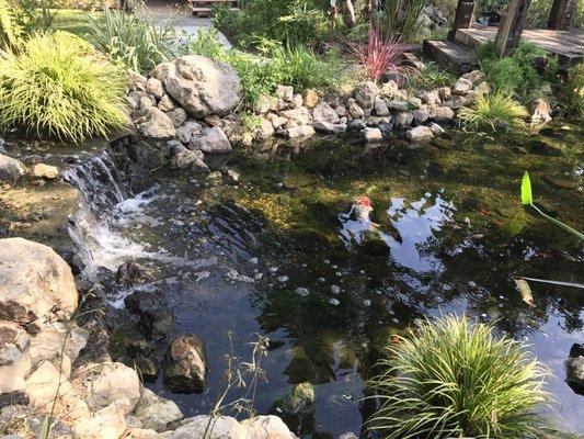 Large koi fish! Beautiful park structure