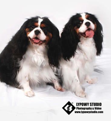 Lypowy Studio takes portraits of pets