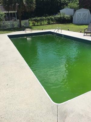 This is what my pool looks like while under a pool maintenance contract with Wilmington Pools. Think: Swamp Thing.