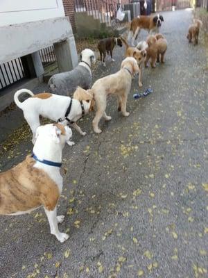 Chance Ozzy, Molly, Budah, Zeus, Farina, Violet, Bascom, Gabe, Tessa, Lucy, Bronco, Tara, Millie, Lola, Ginger w/room to run outdoors