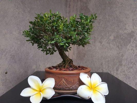 A Harlandi boxwood with some plumeria flowers graced the office. Have you?