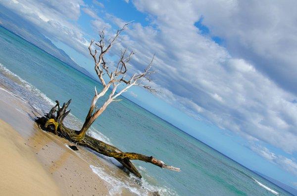 Great photo opportunities at this beach. A must stop to get photos of the trees in the water.