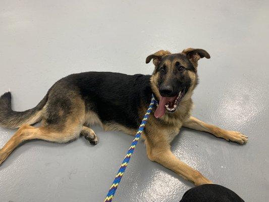 Kelsey at Lyon County animal services