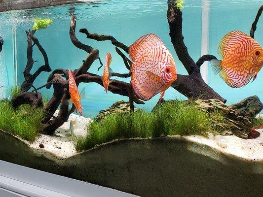 Our Fish Tank.