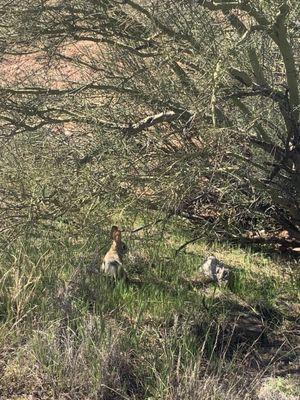 Baby (desert) Rabbit (soon to be a "jackalope") playing with his friend, Baby Bird in the shade of a Palo Verde tree!