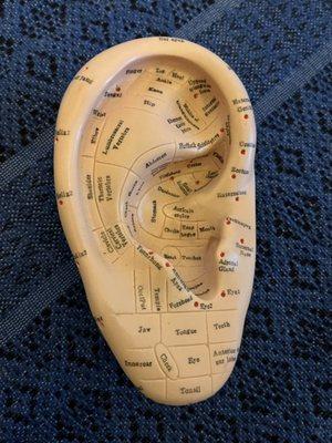 Auricular acupuncture, inserting needles into the ear can support the whole body.