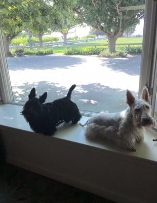 Bogart and Duncan love to look for the Wildcats outside