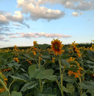 Lauber's Country Market