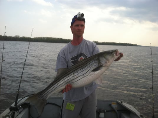 Striped Bass caught on the Delaware River abound a Bass Chaser's guided trip. WWW.DelawareRiverBass.com