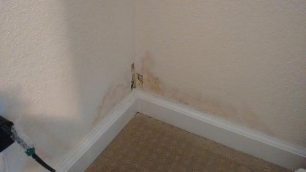 Damaged and mold where shower leaked out to the master bedroom wall.