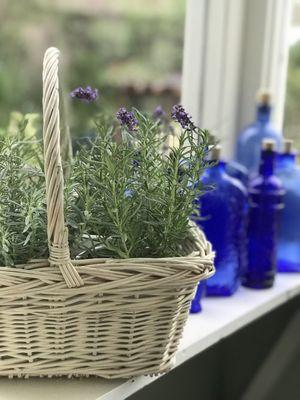 Herbs in the sun porch at the back of the house.