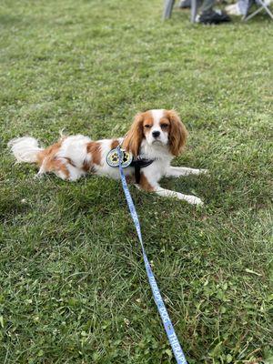 Latte, our Office Therapy Dog!