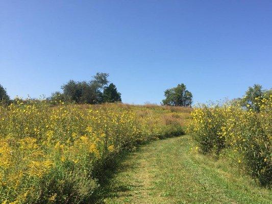 Native wildflowers provide pollinator habitat