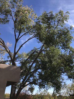 Dead upper branches removed from old Elm