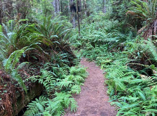 Typical scenery (ferns, ferns, and more ferns) next to Skunk Cabbage Trail.