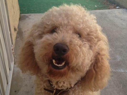 Maxie the Goldendoodle