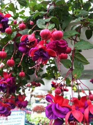 My bleeding hearts!! The hummingbirds love them