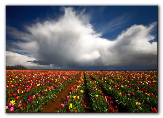 1st Place in Landscape category for the Pro Photo/Canon Cameras 2010 Woodburn Tulip fest contest