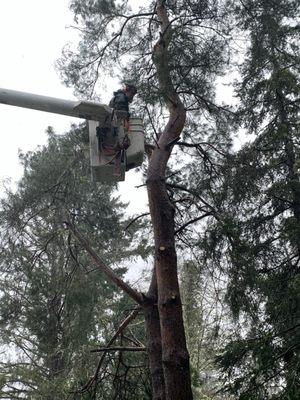 Charlie removing my double trunk tree