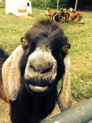 Romeo is our friendly buck, and here he's enjoying a sunny day with his herd!